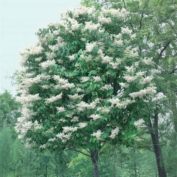 Syringa reticulata - 'Ivory Silk' Japanese Tree Lilac 10 gal multi - image 2