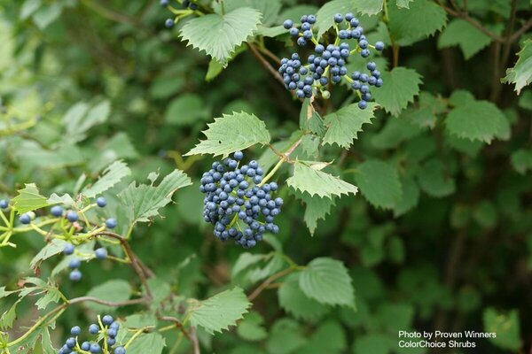 Viburnum dentatum - 'Blue Muffin'™ Arrowwood (PW) 2 gal PW - image 2