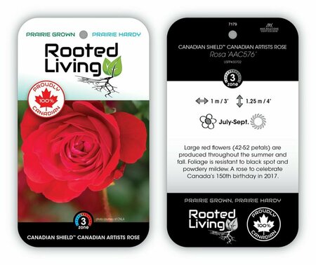 Rosa - 'Canadian Shield'® Rose [Red] 1 gal