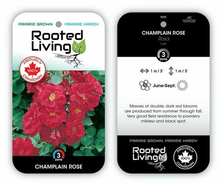 Rosa - 'Champlain' Rose [Dk Red] 1 gal
