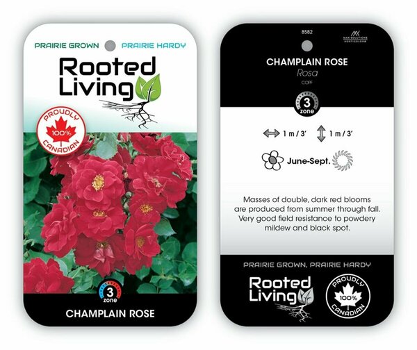 Rosa - 'Champlain' Rose [Dk Red] 1 gal