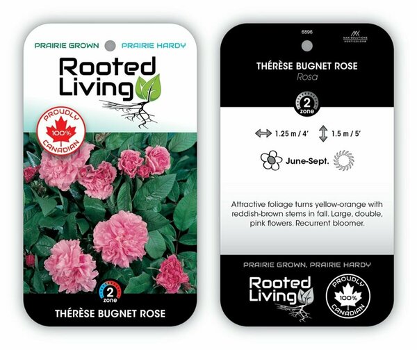 Rosa - Thérèse Bugnet' Rose [Dbl Pink] 1 gal