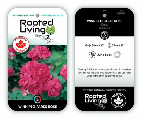 Rosa - 'Winnipeg Parks' Rose [Deep Pink] 1 gal