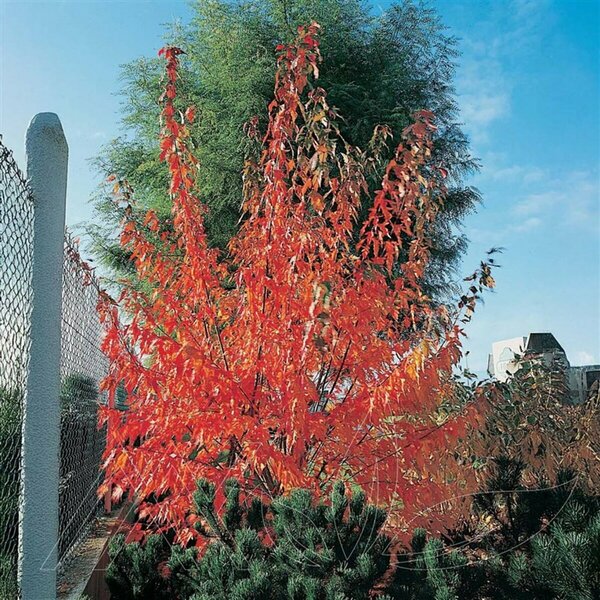 Acer ginnala - 'Flame' Amur Maple 2 gal multi - image 2
