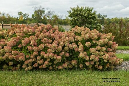 Hydrangea pan. - 'Little Hottie'® (FE) 1 1/2gal FE - image 1