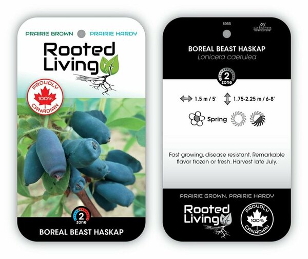 Lonicera - 'Boreal Beast' Haskap / Honeyberry 1 gal