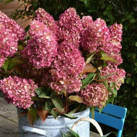 Hydrangea pan. - 'Dragon Baby'™ (BE)  1 1/2gal 8" BE - image 1