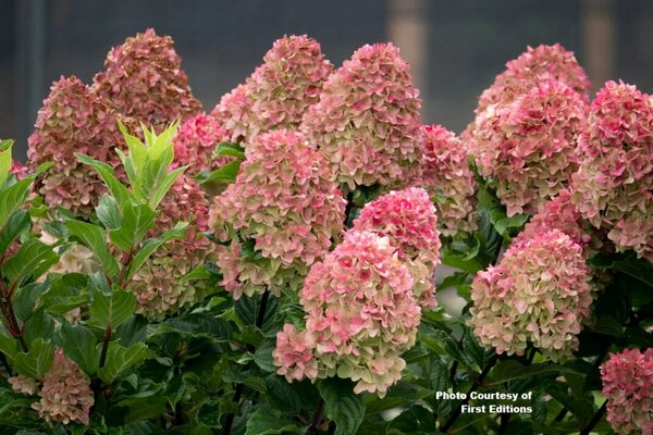 Hydrangea pan. - 'Spring Sizzle' (FE) 1 1/2gal FE