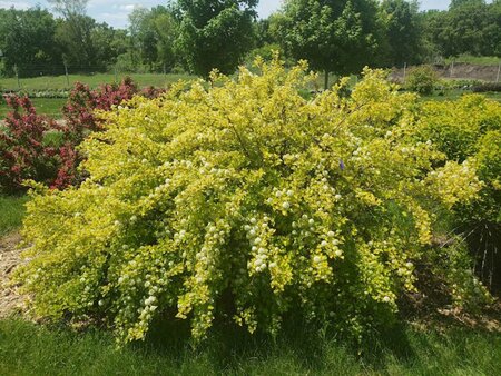 Physocarpus - 'Honeycomb'® Ninebark (FE) 1.5 gal FE - image 3