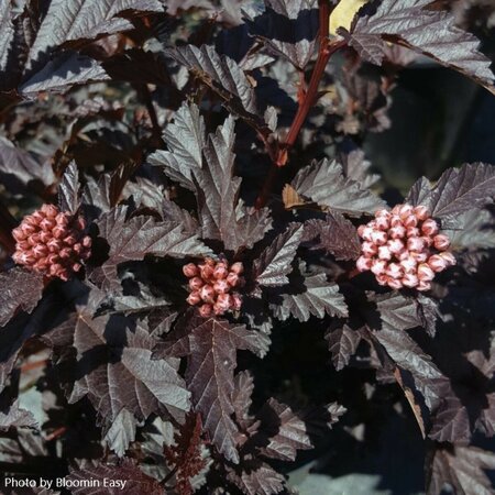 Physocarpus - 'Panther'™ Ninebark (BE) 1.5 gal BE - image 1