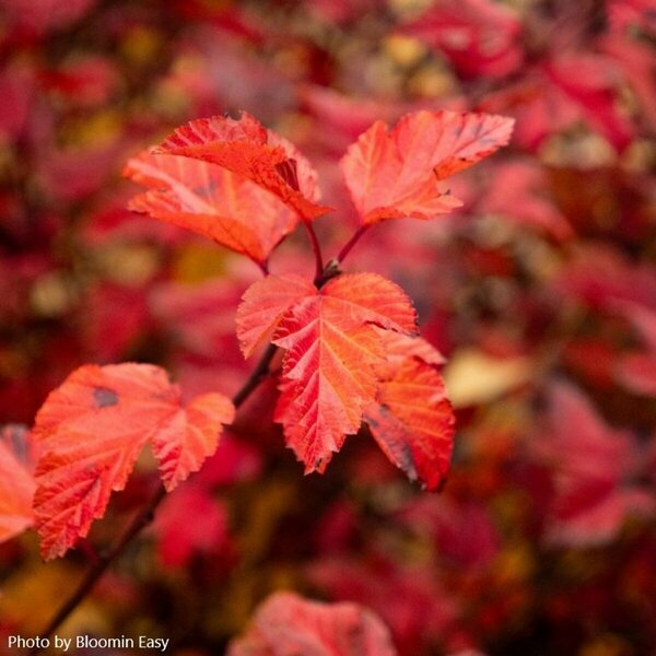 Physocarpus - 'Savannah Sunset'™ Ninebark (BE)  1 1/2gal 8" BE