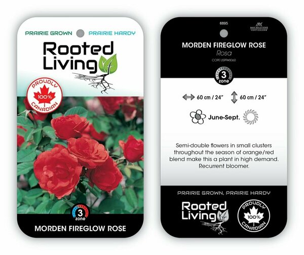 Rosa - 'Morden Fireglow' Rose [Or-Rd] 1 gal