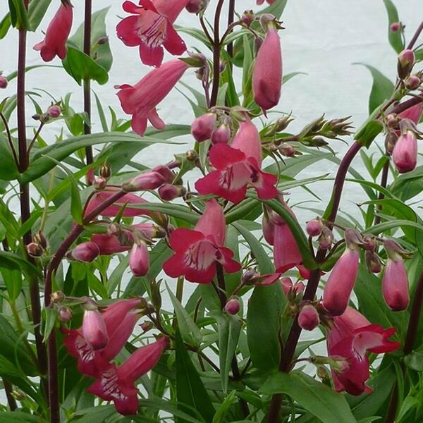 Penstemon barbatus - 'Pristine Deep Rose' Beardtongue 1 gal outdoor - image 2