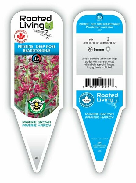 Penstemon barbatus - 'Pristine Deep Rose' Beardtongue 1 gal outdoor