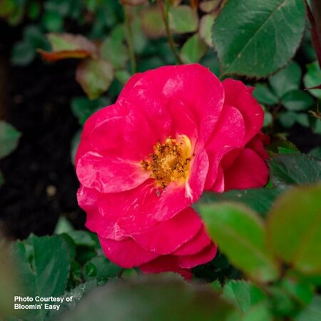 Rosa - Cinnamon Hearts™ Rose [BE] 1.5 gal BE - image 1