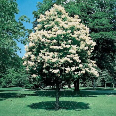 Syringa reticular- 'Signature' Japanese Tree Lilac 15 gal - image 1