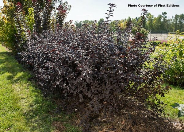 Physocarpus - 'Fireside'® Ninebark (FE) 5 gal FE - image 3
