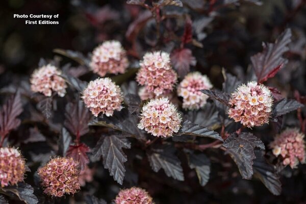 Physocarpus - 'Fireside'® Ninebark (FE) 5 gal FE - image 2