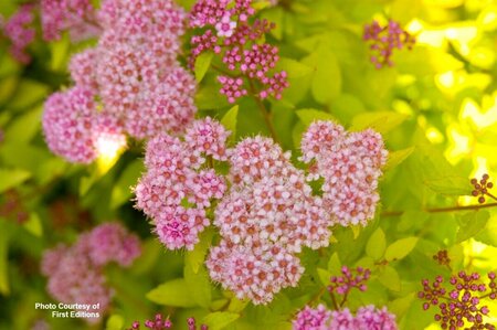 Spiraea - Sundrop™ (FE) 5 gal FE - image 1