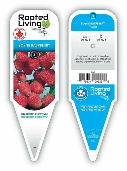 Rubus - 'Boyne Red' Raspberry 2 gal outdoor