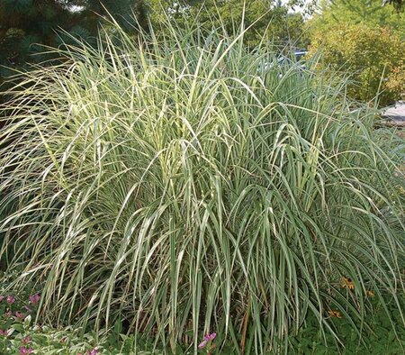 Calamagrostis x acu. - 'Overdam' Variegated Feather Reed Grass 2 gal outdoor - image 1