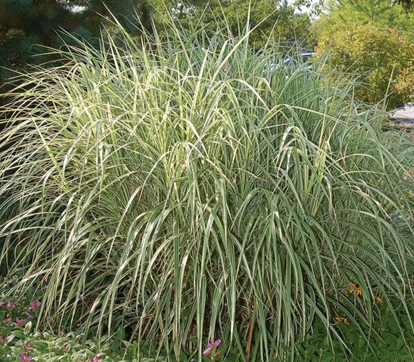 Calamagrostis x acu. - 'Overdam' Variegated Feather Reed Grass 2 gal outdoor
