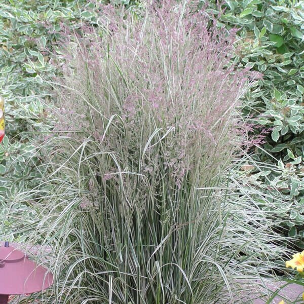 Calamagrostis x acu. - 'Overdam' Variegated Feather Reed Grass 2 gal outdoor - image 2
