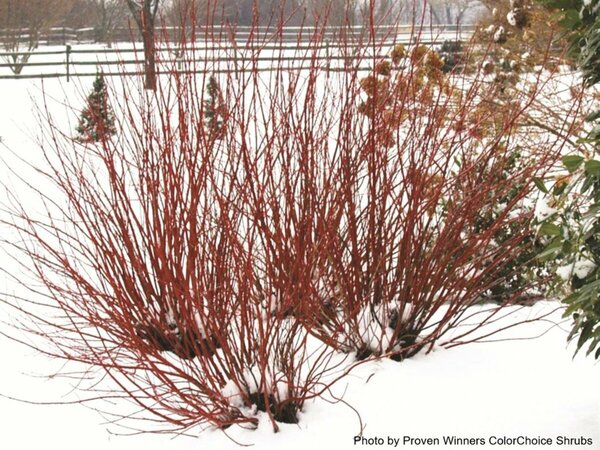 Cornus stolonifera - 'Arctic Fire Red'® Dogwood (PW) 5 gal PW - image 2