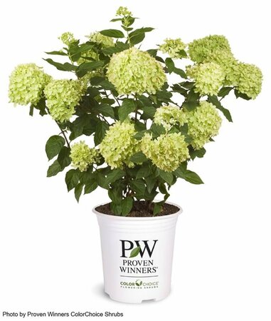 Hydrangea pan. - 'Little Lime'® (PW) 5 gal PW
