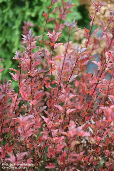 Physocarpus - 'Tiny Wine'® Ninebark (PW) 5 gal PW