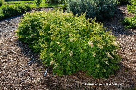 Sorbaria sorbifolia - 'Matcha Ball'™ False Spirea (FE) 5 gal FE - image 1