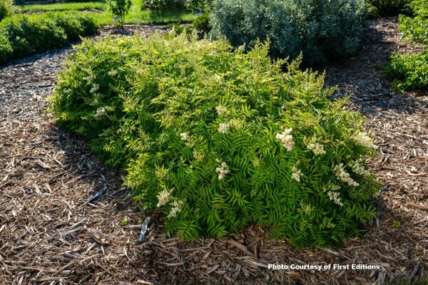 Sorbaria sorbifolia - 'Matcha Ball'™ False Spirea (FE) 5 gal FE