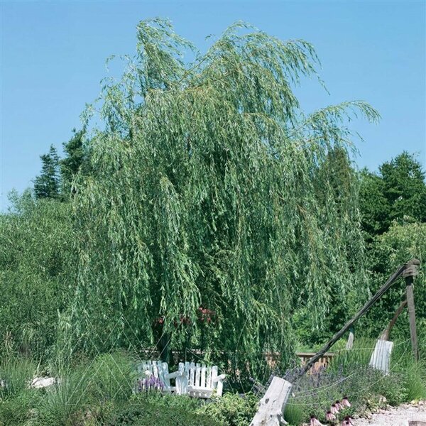 Salix babylonica - Weeping Lace Willow 5 gal - image 2