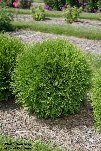Thuja occ. - 'Planet Earth'® Arborvitae (FE) 2 gal FE