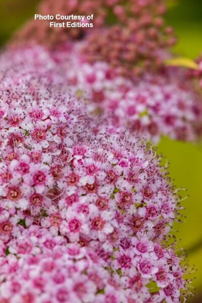Spiraea jap. - 'Little Spark'® (FE) 2 gal FE