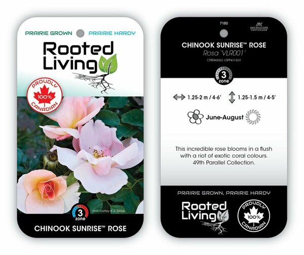 Rosa - 'Chinook Sunrise' Rose [Coral/Pink] 2 gal