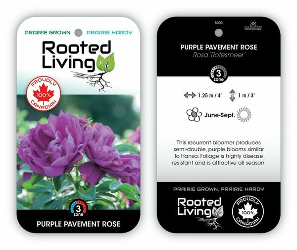 Rosa - 'Purple Pavement' Rugosa Rose 2 gal