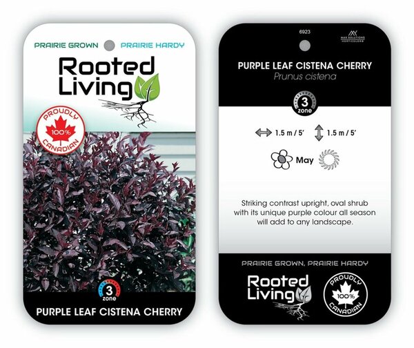 Prunus cistena - Purple Leaf Sand Cherry 2 gal