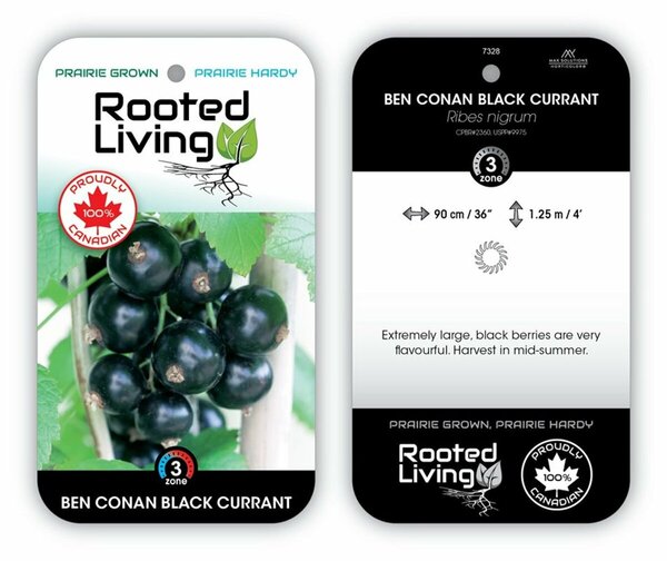 Ribes nigrum- 'Ben Conan' Black Currant 1 gal