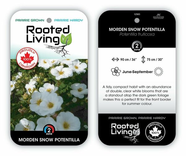 Potentilla - 'Morden Snow' 2 gal