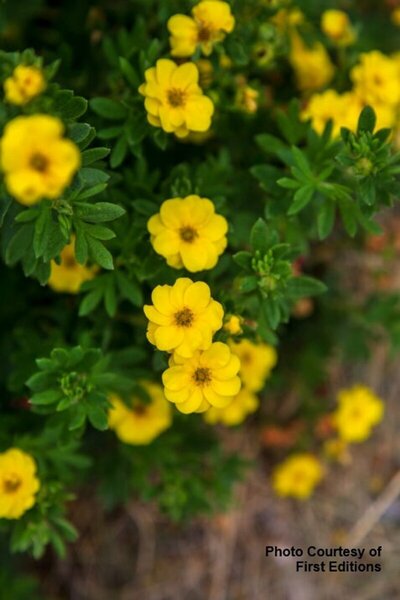Potentilla - 'Pineapple Tart'™ (FE) 2 gal FE