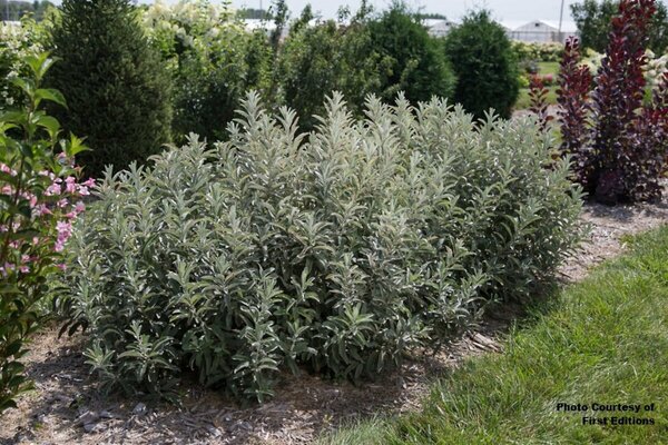 Salix candida - 'Iceberg Alley'® Sageleaf Willow (FE) 2 gal FE