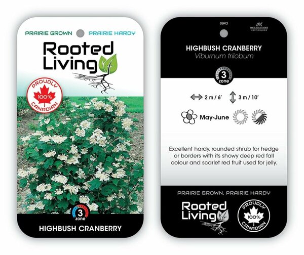 Viburnum trilobum - Highbush Cranberry 2 gal