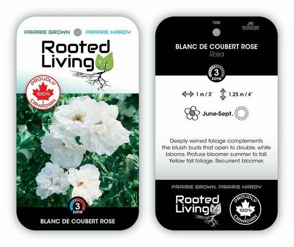 Rosa - 'Blanc Double de Coubert' Rose [Dbl White] 1 gal