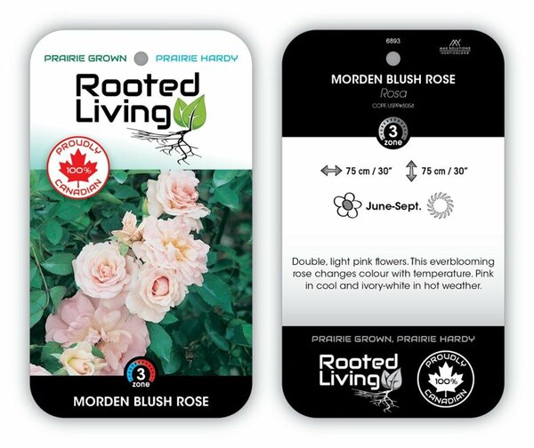 Rosa - 'Morden Blush' [Lt Pink] 1 gal