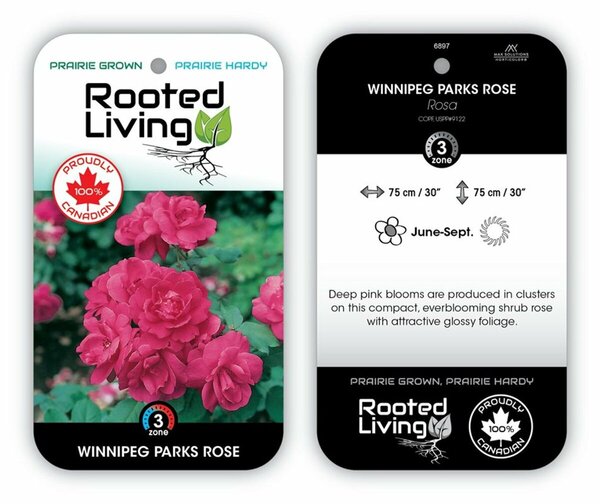 Rosa - 'Winnipeg Parks' Rose [Deep Pink] 1 gal