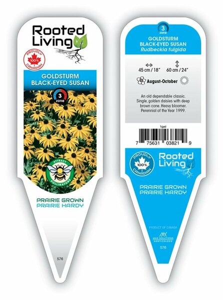 Rudbeckia fulgida - 'Goldsturm' Black Eyed-Susan 1 gal outdoor