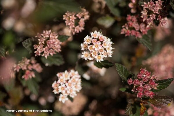 Physocarpus - 'Little Devil'® Ninebark (FE) 1.5 gal FE
