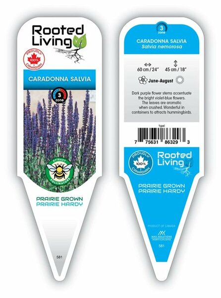 Salvia - 'Caradonna' [Violet] 1 gal outdoor