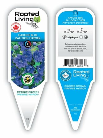 Platycodon - 'Hakone Blue' Balloon Flower 1 gal outdoor
